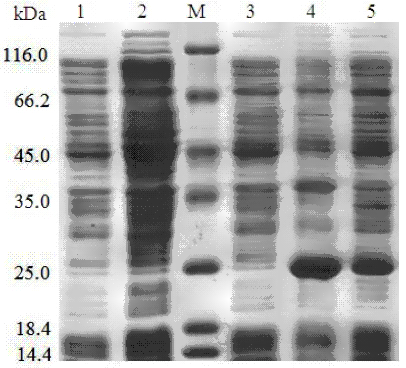 Porcine rotavirus delta VP8* subunit recombinant protein and applications thereof