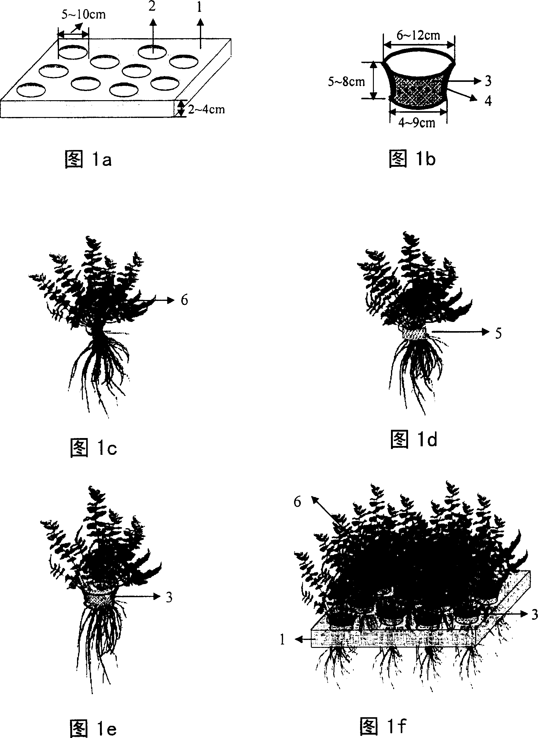 Method and apparatus for repairing plant in water polluted by arsenic