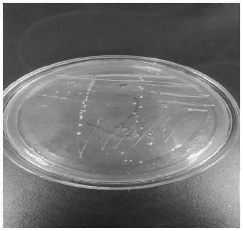 A strain of Lactobacillus paracasei and its application