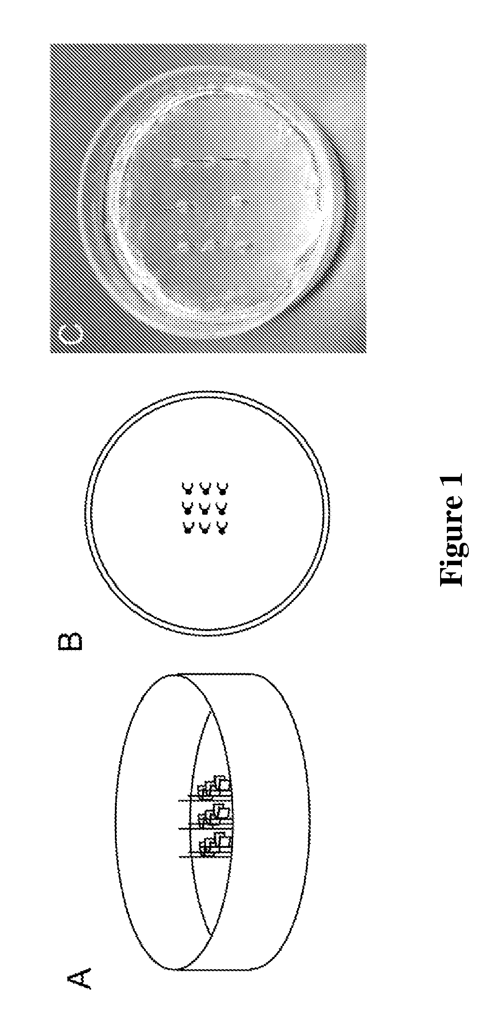 Devices comprising muscle thin films and uses thereof in high throughput assays for determining contractile function