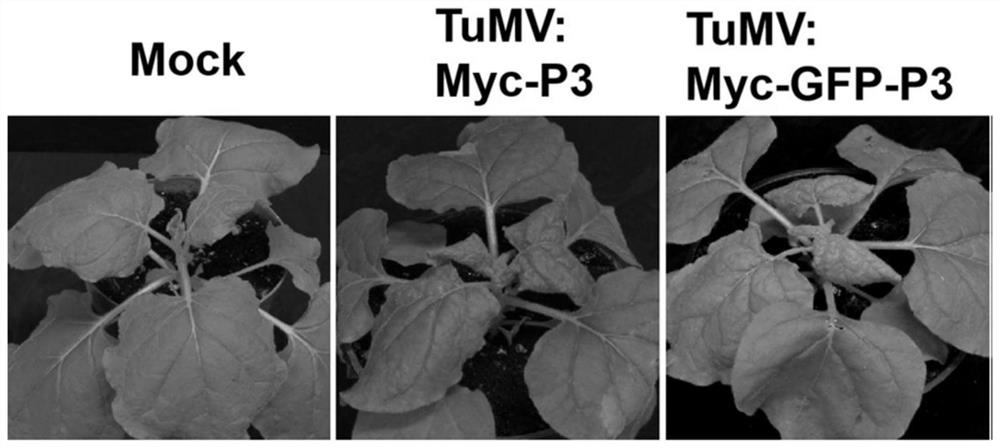 Method for inserting tag into turnip mosaic virus p3 protein and its recombinant vector and application