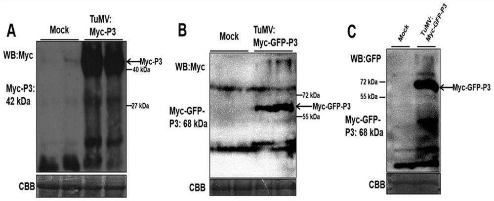 Method for inserting tag into turnip mosaic virus p3 protein and its recombinant vector and application