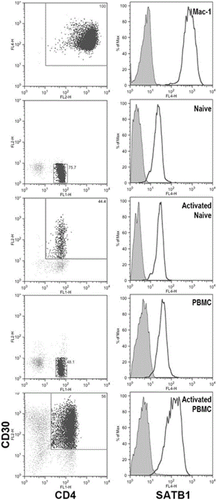 Application of satb1 in the treatment of cutaneous T-cell lymphoma