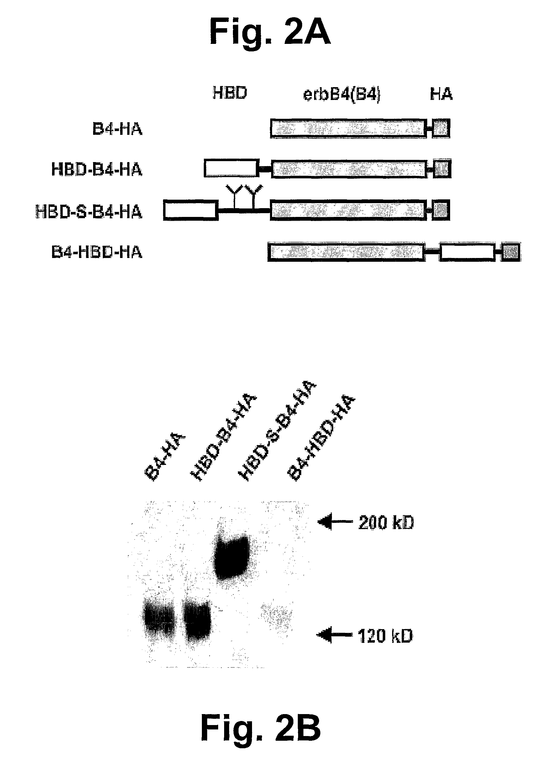 Hybrid proteins with ErbB4 extracellular domain and neuregulin heparin-binding domain for targeting