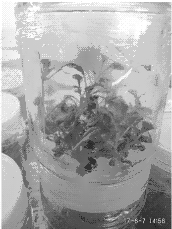 Tissue culture and rapid propagation method for ajuga reptans