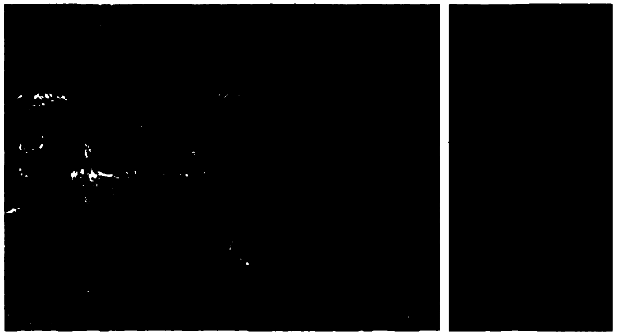 A kind of oriented and ordered mineralization material for tooth enamel and preparation method thereof