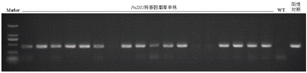 Panax notoginseng antimicrobial peptide gene PnSN1 and application thereof