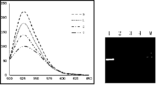 Salmonella detection method and application thereof