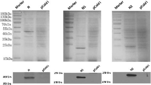 Pig Delta coronavirus N-protein monoclonal antibody and epitope and application thereof