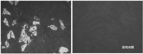 Pig Delta coronavirus N-protein monoclonal antibody and epitope and application thereof