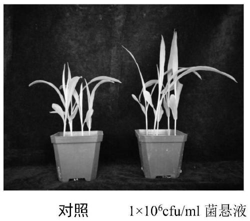 Method for improving saline-alkali tolerance of corn seedlings and improving physical and chemical properties of rhizosphere soil of corn seedlings