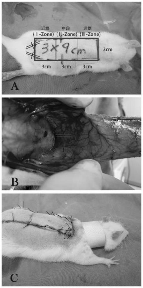 Effect of paeoniflorin in preparation of medicine for promoting survival of ischemic super-long random skin flap