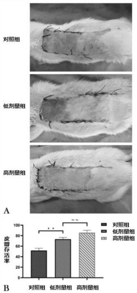 Effect of paeoniflorin in preparation of medicine for promoting survival of ischemic super-long random skin flap