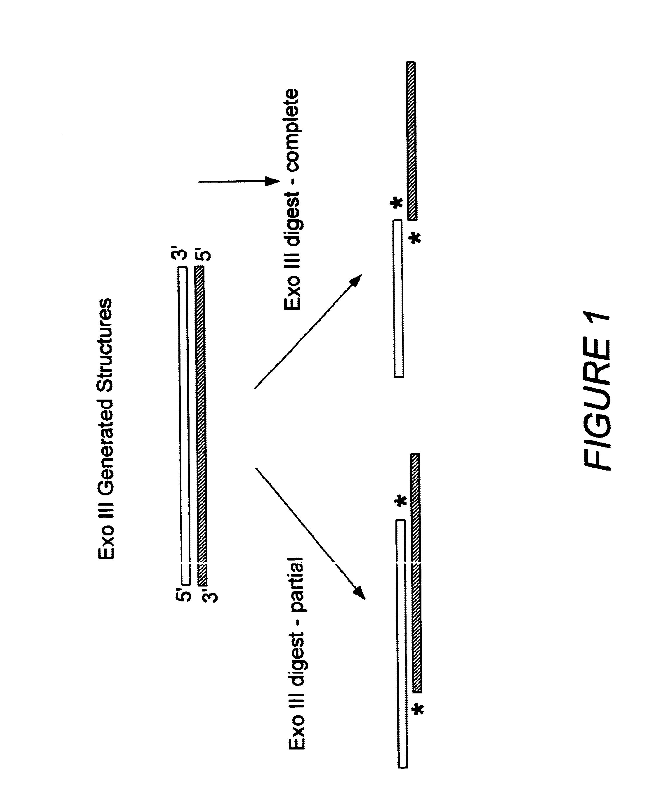 Non-stochastic generation of genetic vaccines and enzymes