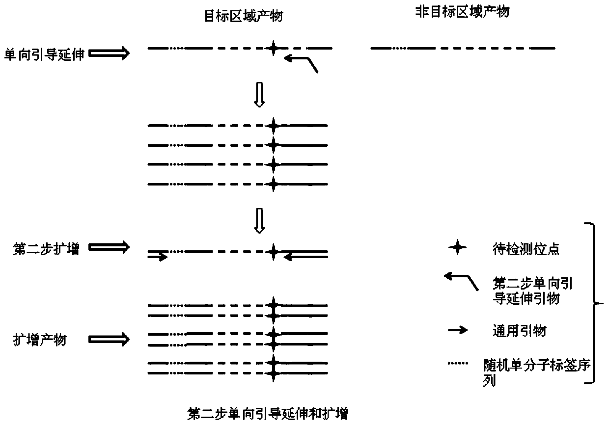 A gene mutation detection method and reagent for reducing amplification bias