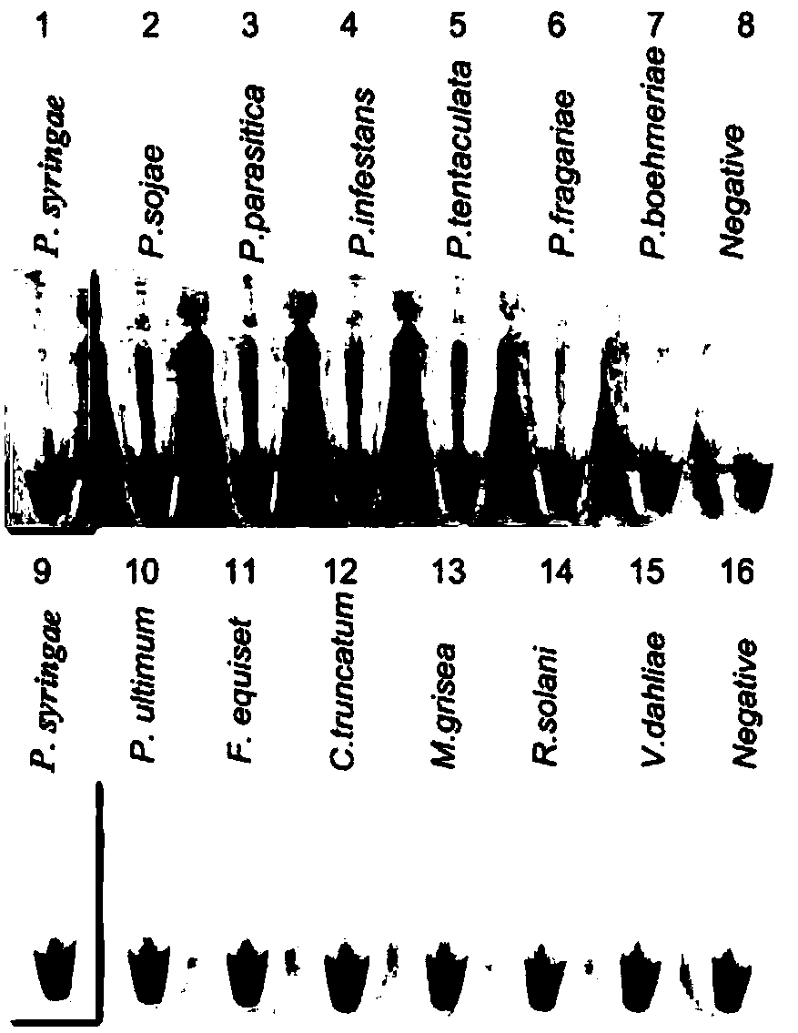 LAMP detection primer combination of eugenopsis and LAMP detecting kit and method thereof