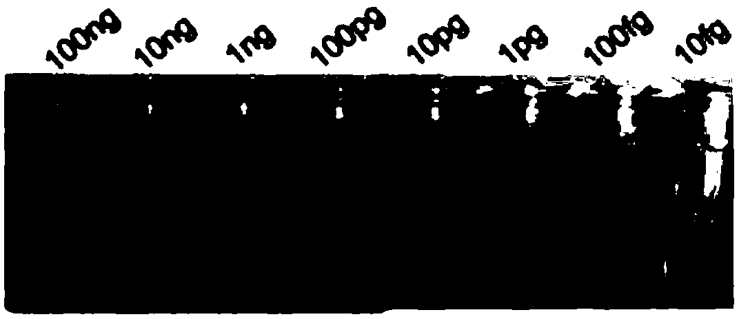 LAMP detection primer combination of eugenopsis and LAMP detecting kit and method thereof