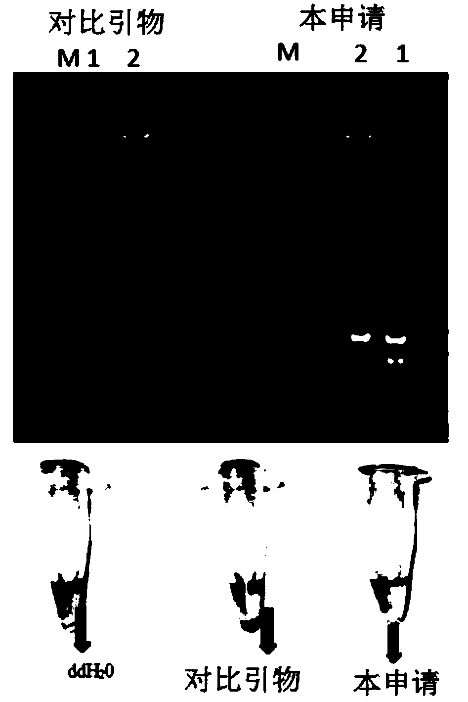 LAMP detection primer combination of eugenopsis and LAMP detecting kit and method thereof