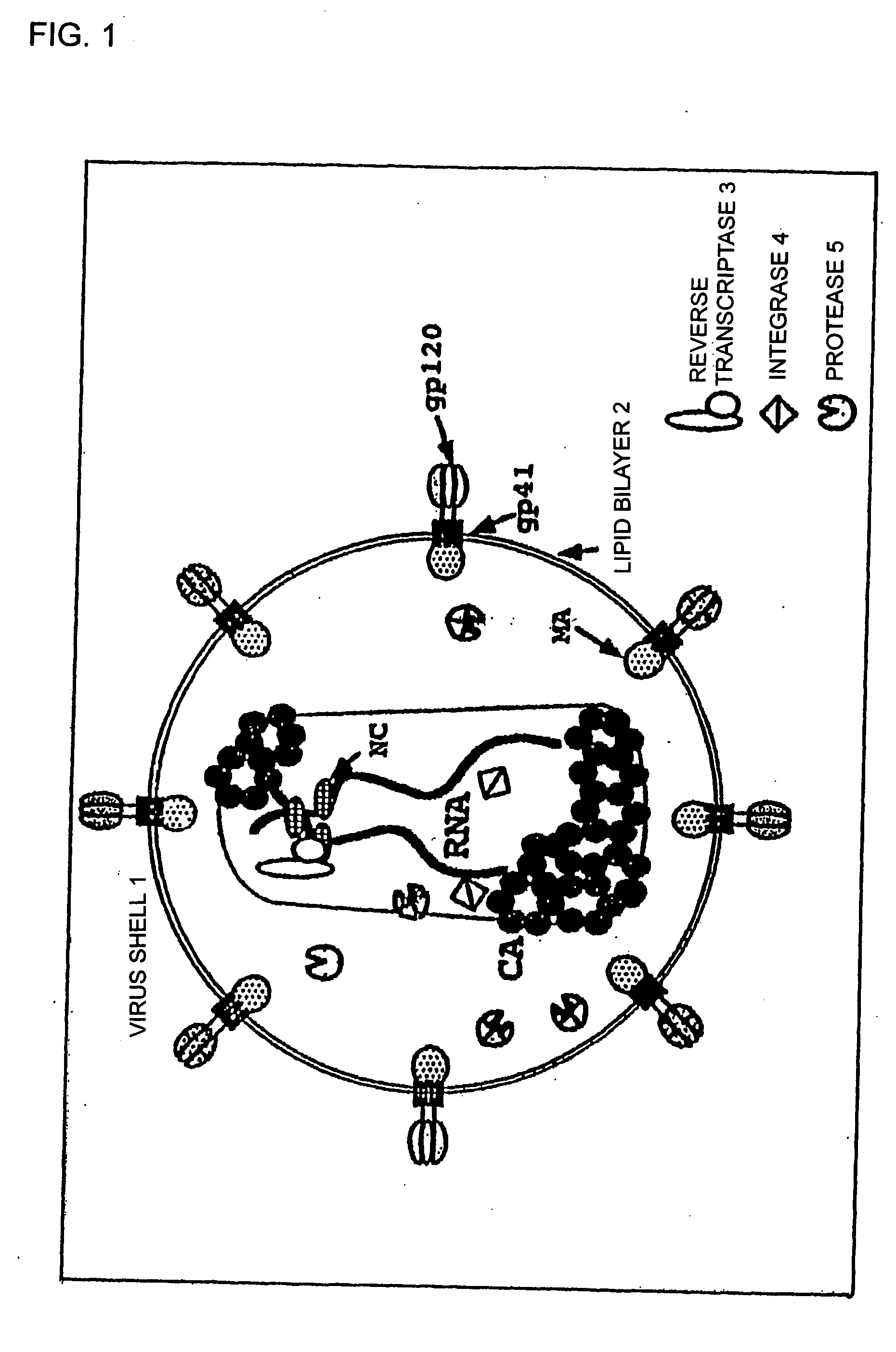 Compounds and preparations having antiviral effect