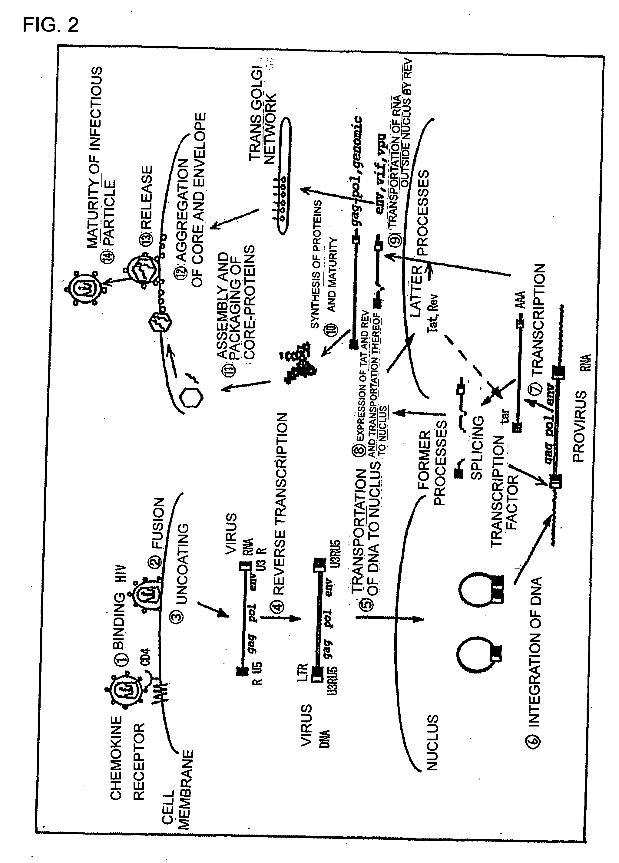 Compounds and preparations having antiviral effect