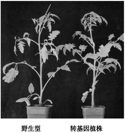 Method for improving insect resistance of tomato