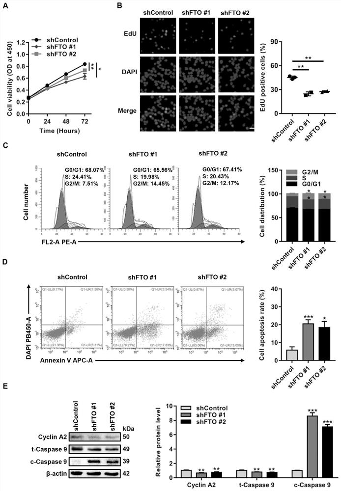 Application of m6A demethylase FTO in inhibition of NPM1 mutant leukemia cell proliferation