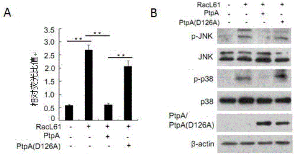 Recombinant Bacillus Calmette-Guerin vaccine and construction and application thereof