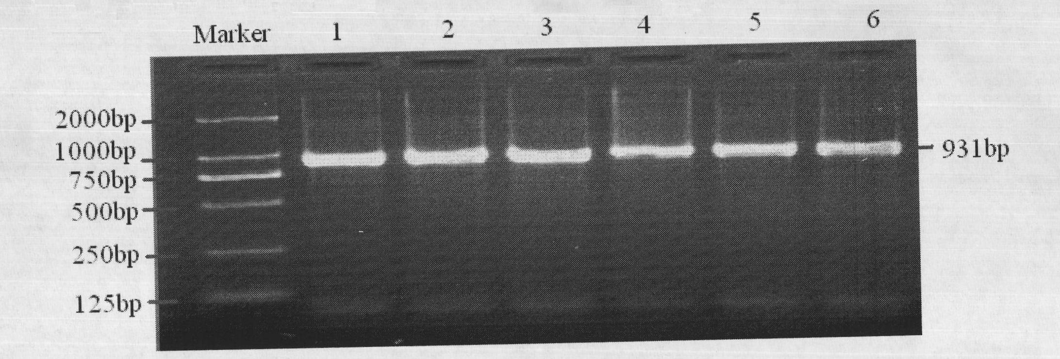 Method for detecting single nucleotide polymorphism of cattle krupple-like factor (KLF) 7 gene