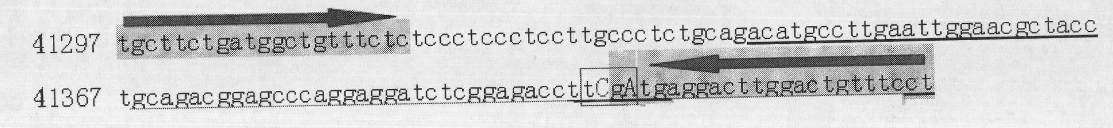 Method for detecting single nucleotide polymorphism of cattle krupple-like factor (KLF) 7 gene