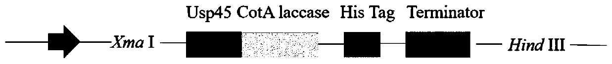 Recombinant lactococcus lactis with laccase excreting capacity, and construction method and application thereof