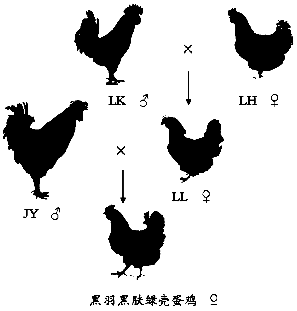 A seed production method of black-feathered, black-skinned and green-shell laying hens with three lines