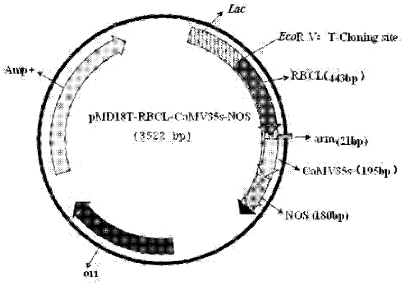 Recombinant plasmid for detecting components in transgenic plant and application thereof