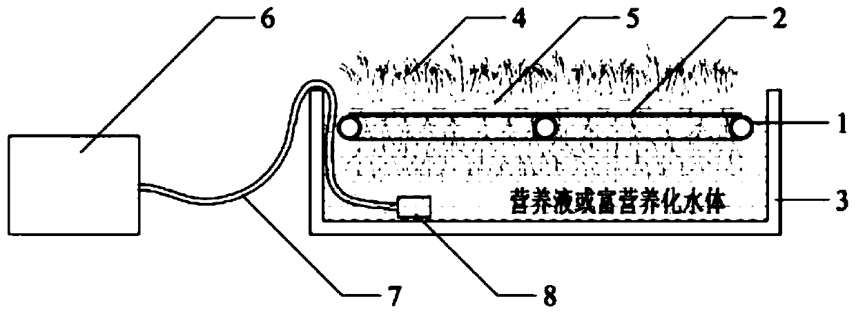 Substrate-free cultivation method of warm-season lawn based on artificial floating bed