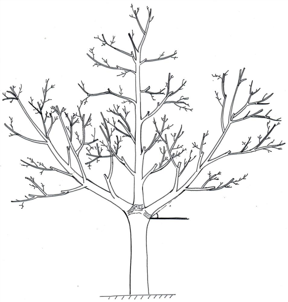 Single-trunk three-main-branch open-center tree shape of carya illinoensis and shaping and pruning method thereof