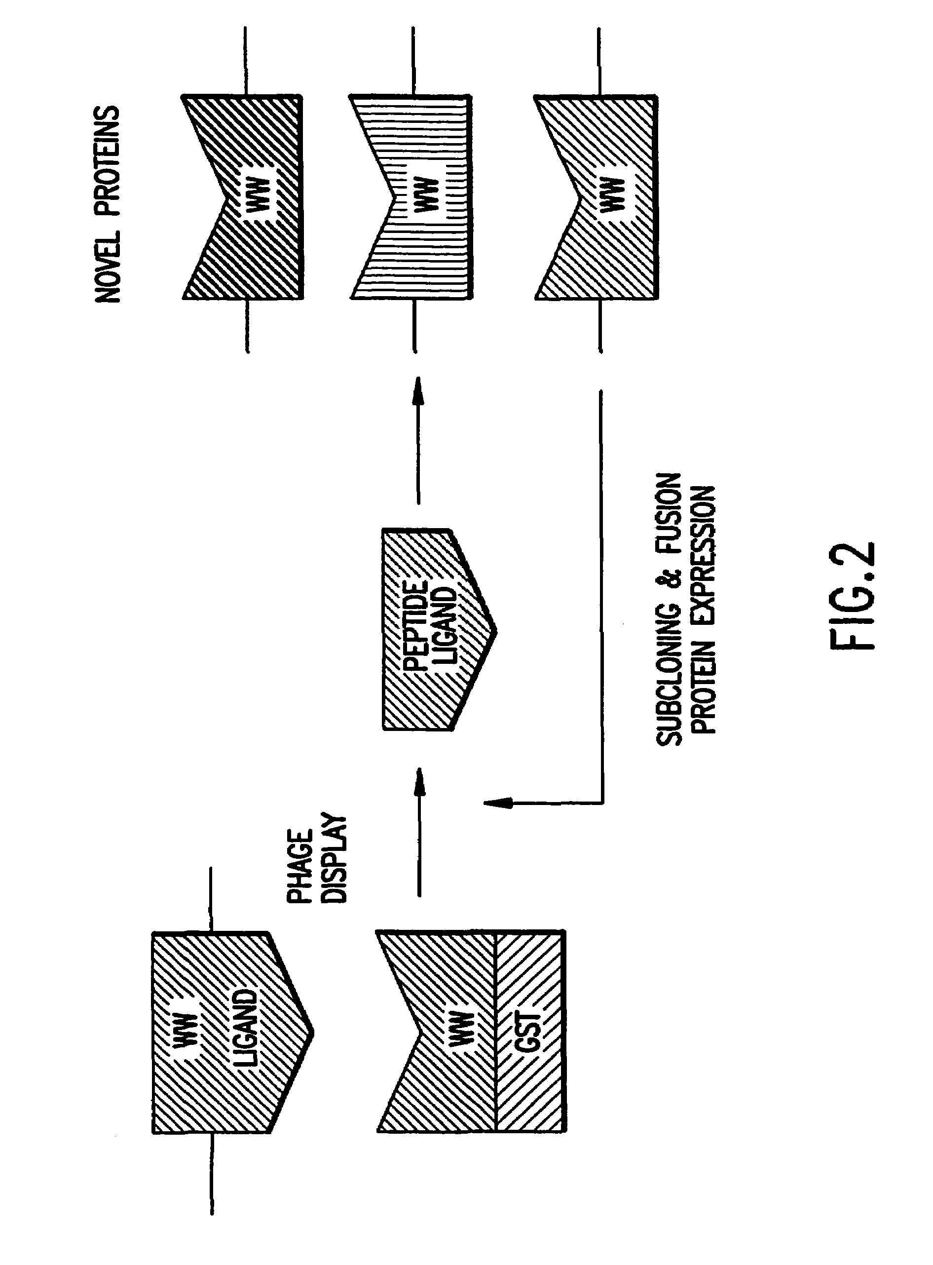 Identification and isolation of novel polypeptides having WW domains and methods of using same