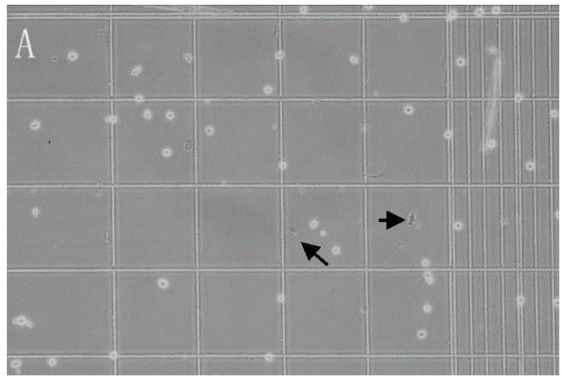 Preparation method of sub-totipotent stem cell