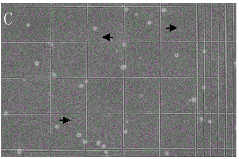 Preparation method of sub-totipotent stem cell