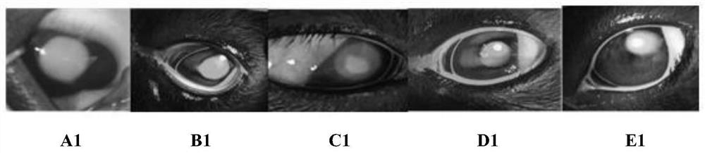 Eye drops containing canine mesenchymal stem cell factor and preparation method thereof