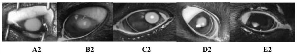 Eye drops containing canine mesenchymal stem cell factor and preparation method thereof