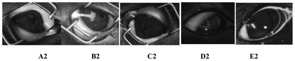 Eye drops containing canine mesenchymal stem cell factor and preparation method thereof