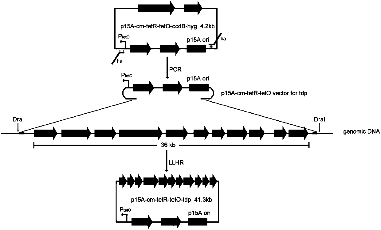 Engineering bacterial strain for heterogenous expression of histone deacetylases inhibitor and application thereof