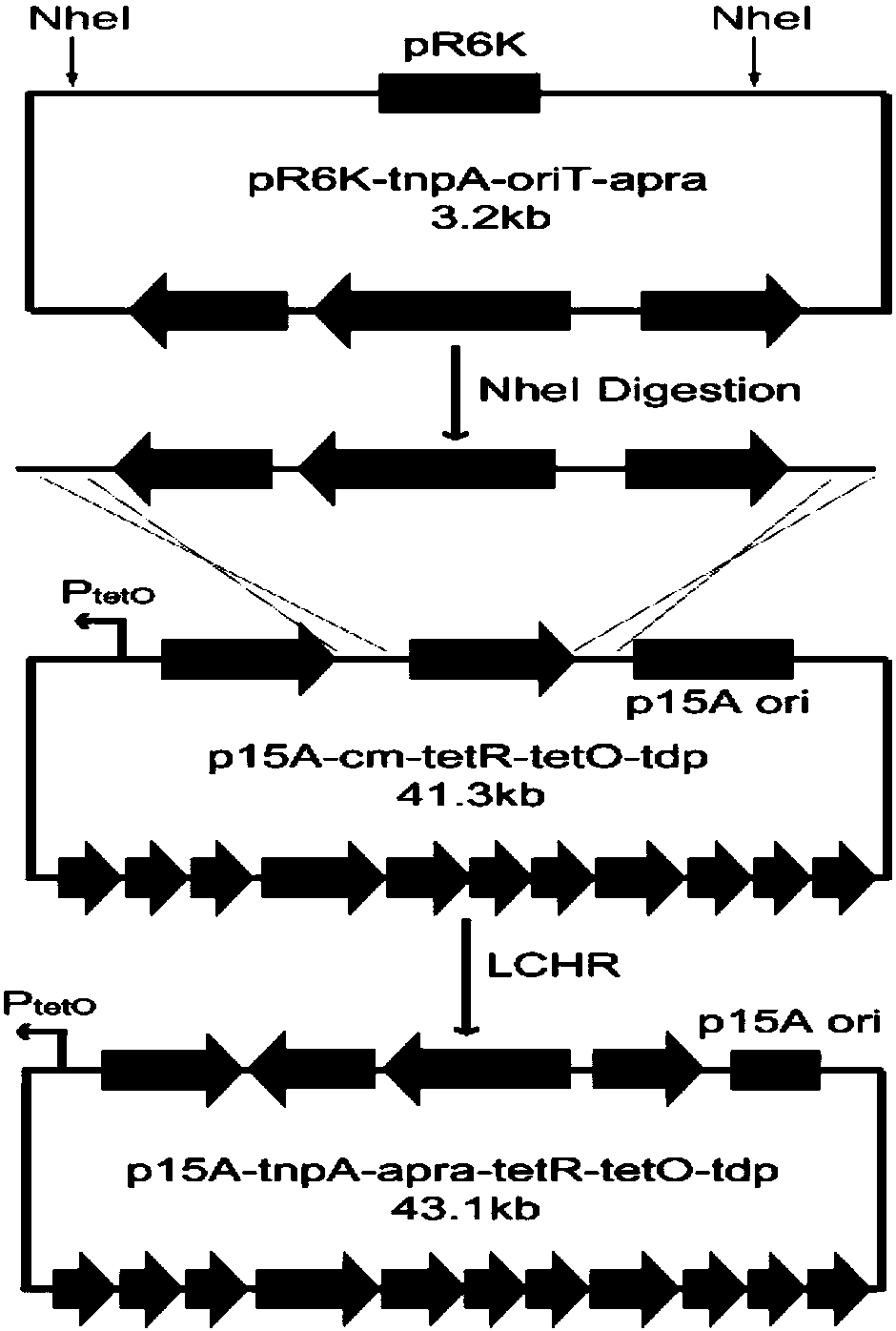 Engineering bacterial strain for heterogenous expression of histone deacetylases inhibitor and application thereof