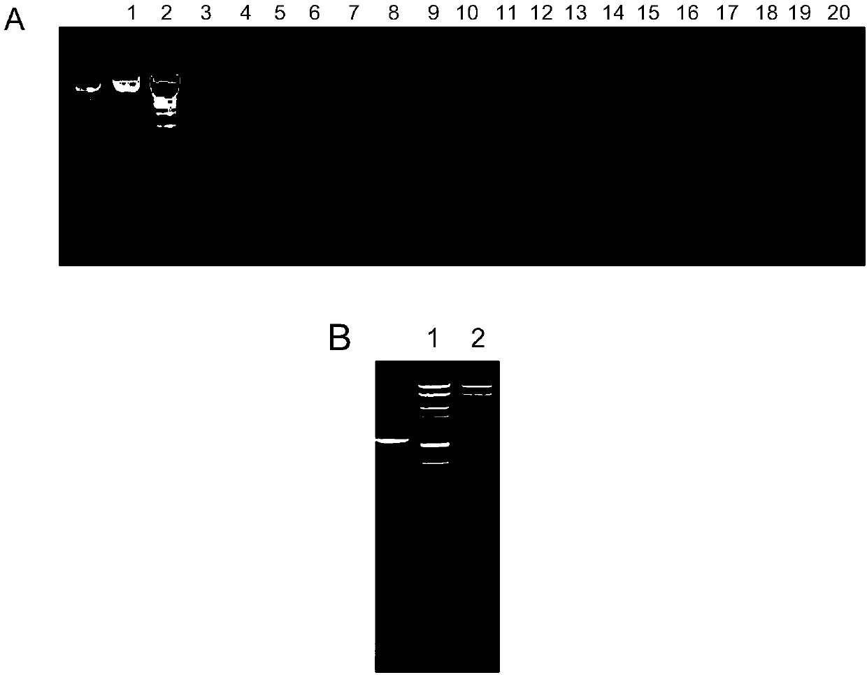 Engineering bacterial strain for heterogenous expression of histone deacetylases inhibitor and application thereof