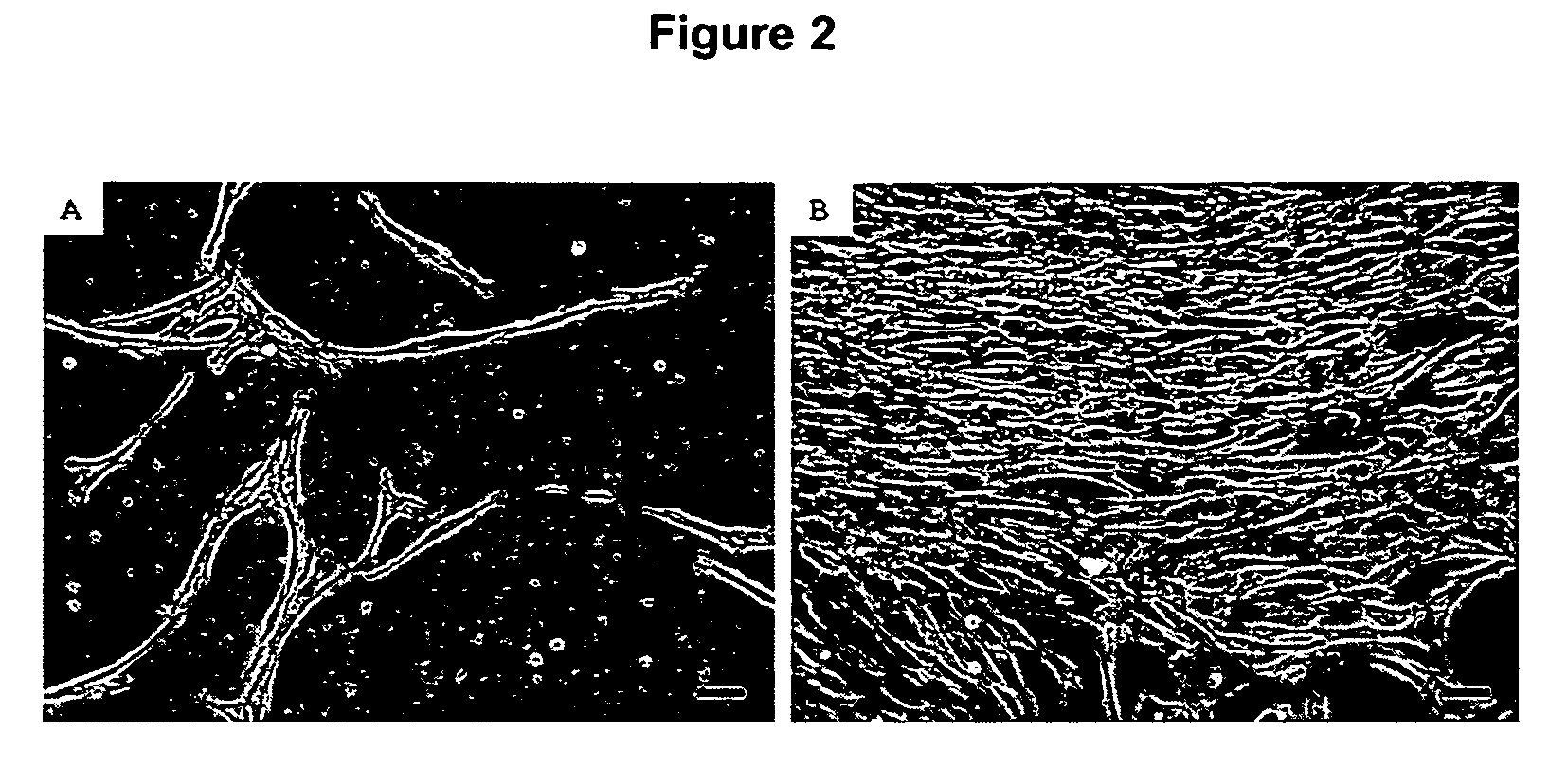 Methods and compositions for culturing cardiomyocyte-like cells