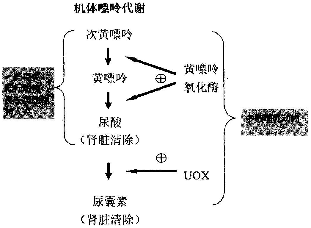 Filtering medium capable of degrading human blood uric acid, and preparation method thereof