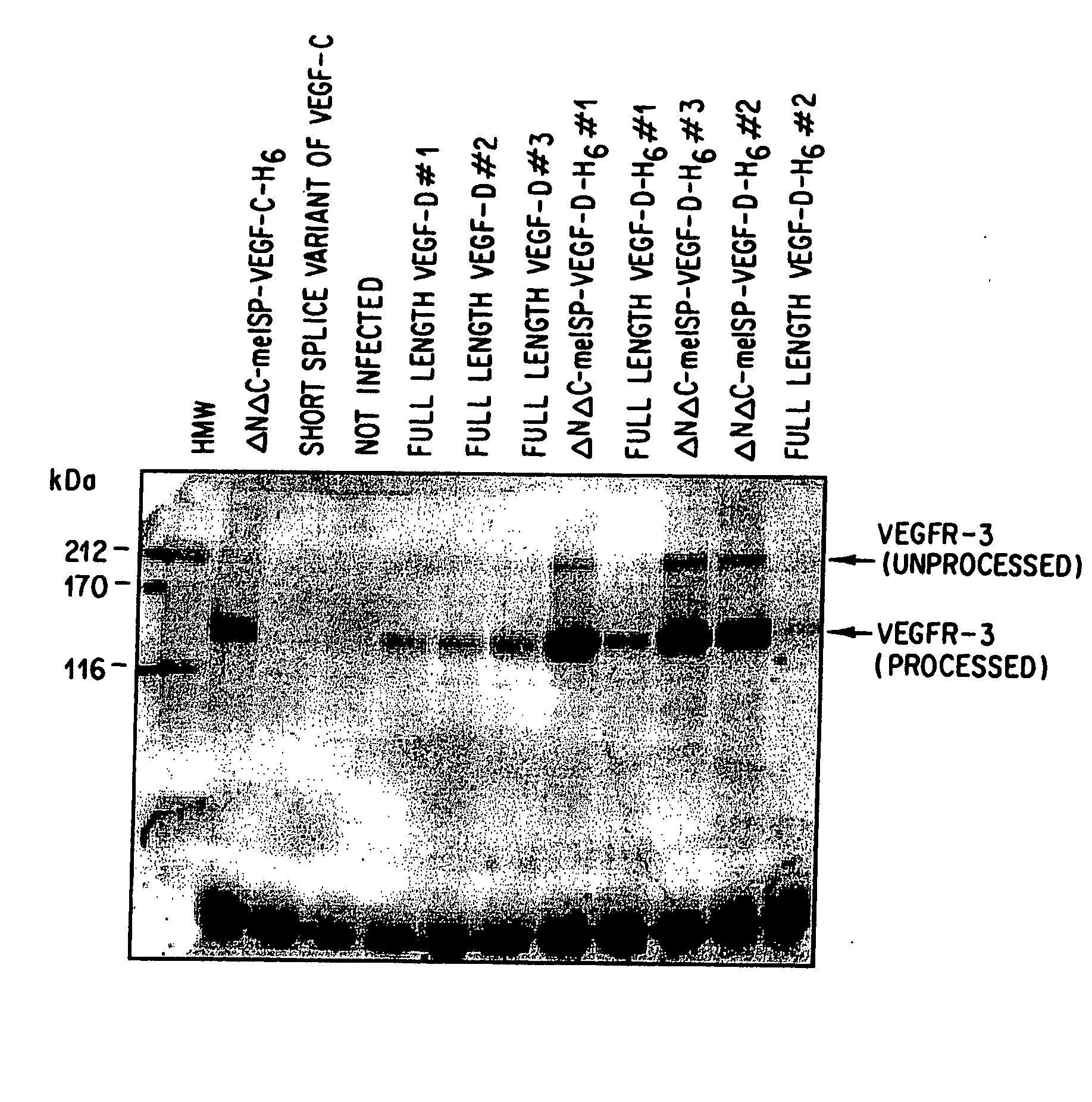 Vascular endothelial growth factor d(vegf-d) antibodies and vectors, and methods of uses