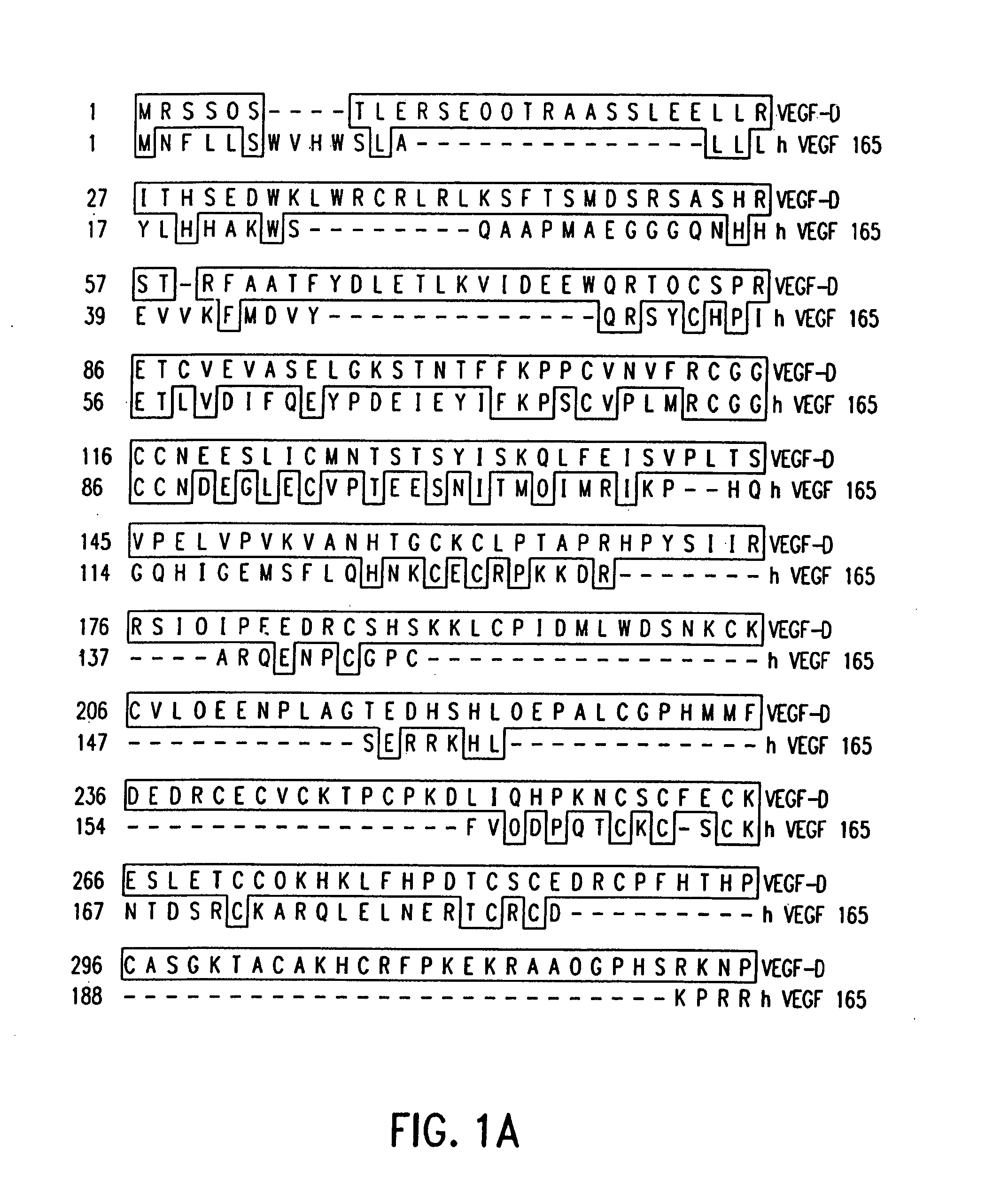 Vascular endothelial growth factor d(vegf-d) antibodies and vectors, and methods of uses