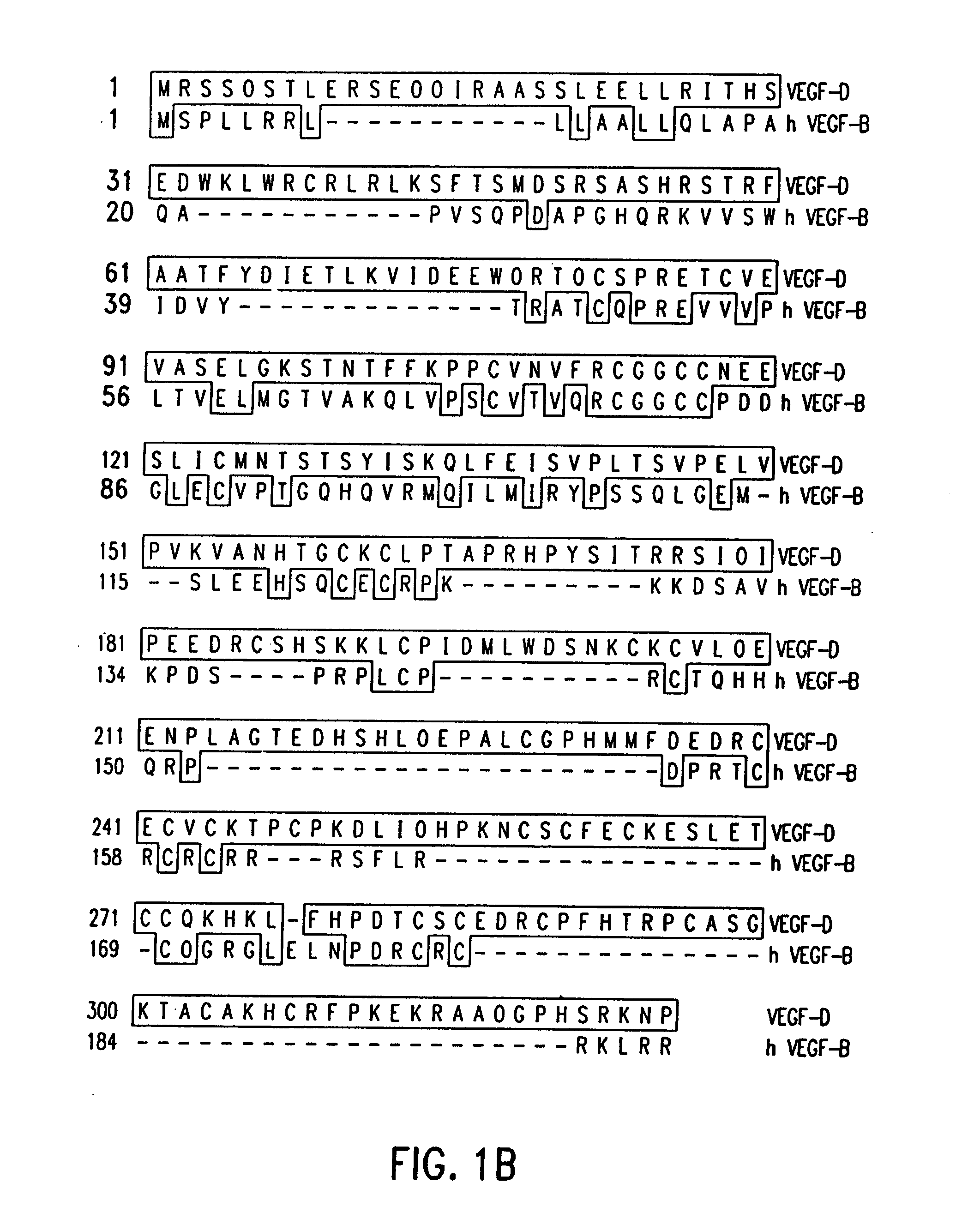 Vascular endothelial growth factor d(vegf-d) antibodies and vectors, and methods of uses