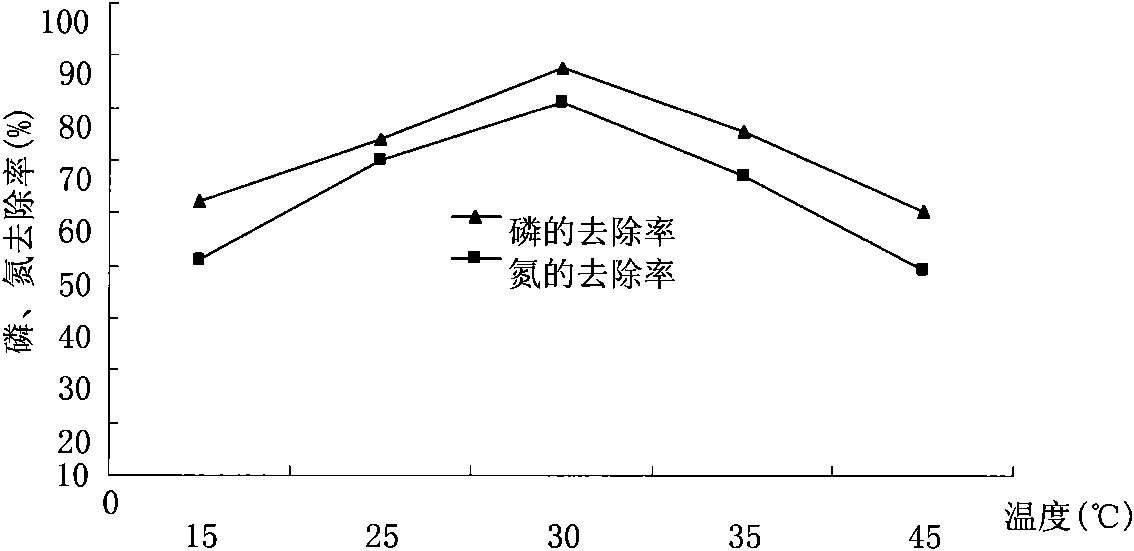 High-efficiency denitrification and dephosphorization bacterial strain C18