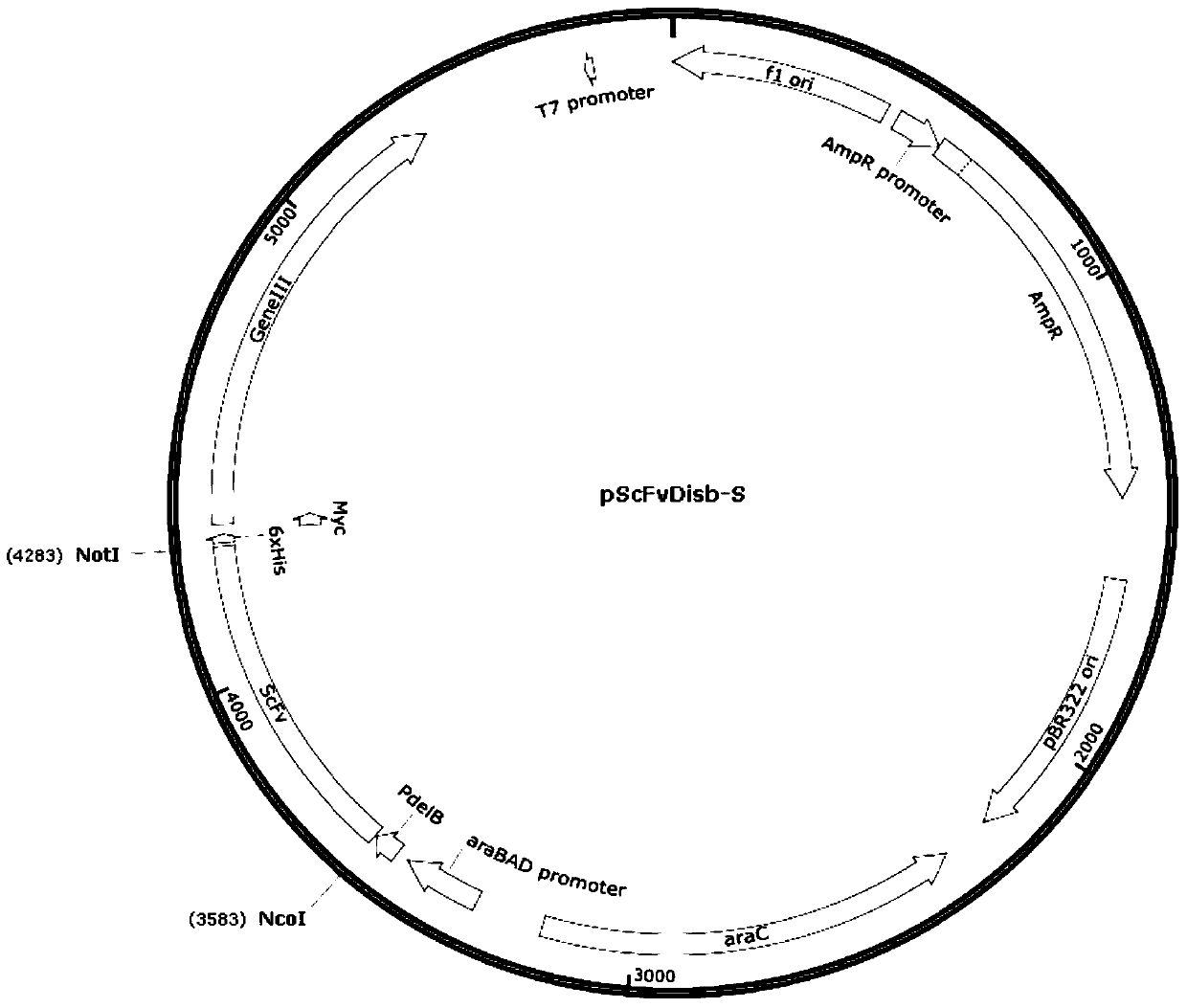 A detection antibody against CD6 monoclonal antibody t1h and its application